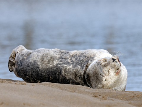Harbour Seal