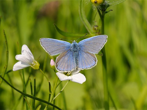 Common Blue Butterfly