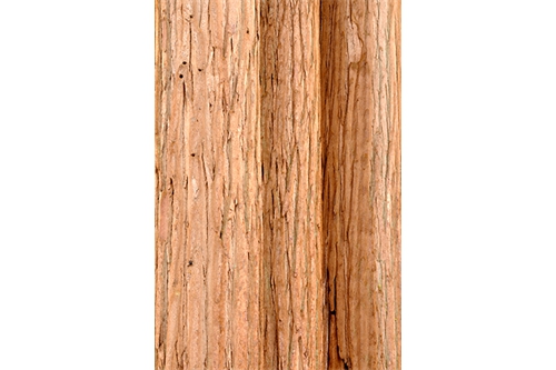 Giant-Redwoods
