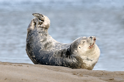just-chillin