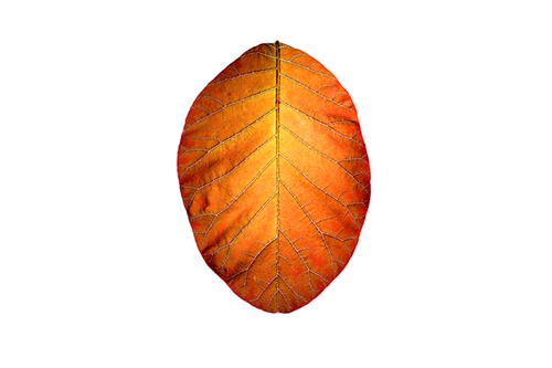 Leaf