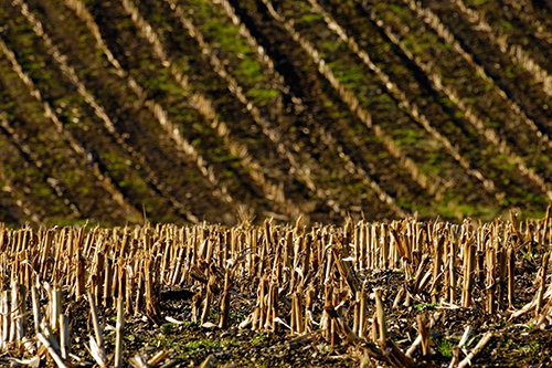 Maize-Stubble