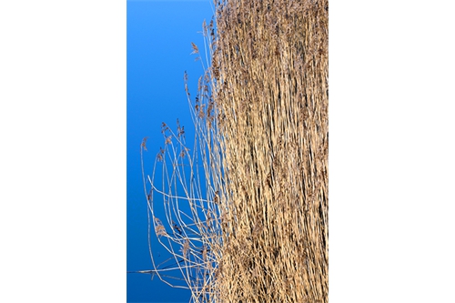 Reeds