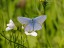Common Blue Butterfly